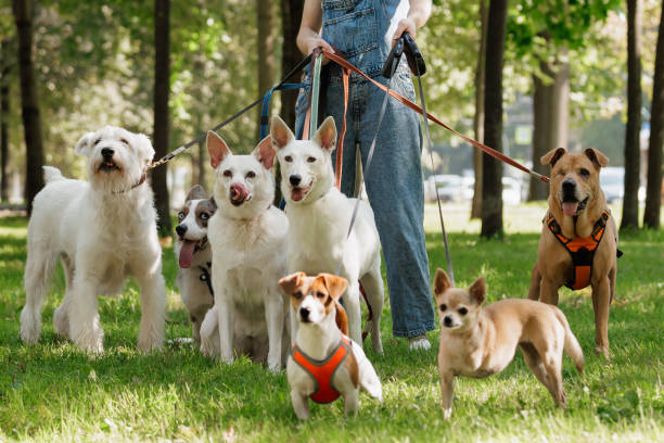 busy dog trainer with multiple dogs on leashes during the busy season