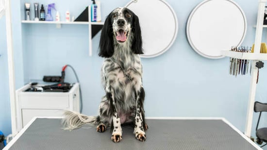 A black and white spotted dog sits on a grooming table