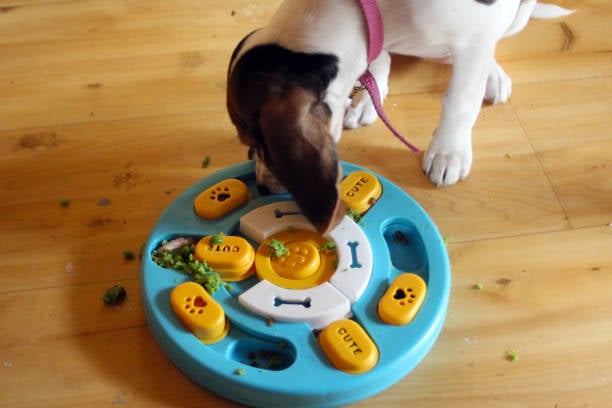 dog with a stimulating feeder puzzle