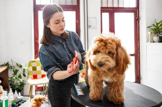 A woman brushes a dog on a grooming table