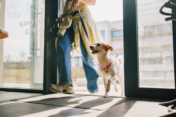 Pet owner walks inside a store with their dog