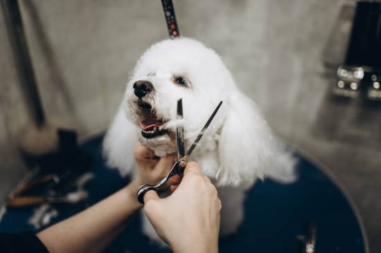 A person trims a dog's face