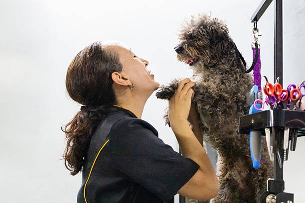 groomer giving positive reinforcement to a good dog at the salon