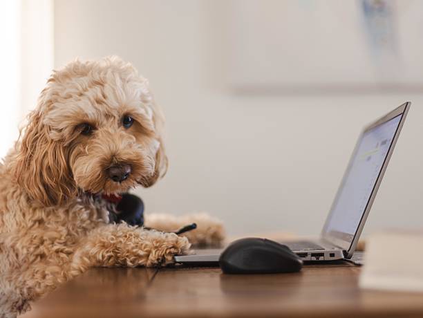 dog on computer with mouse