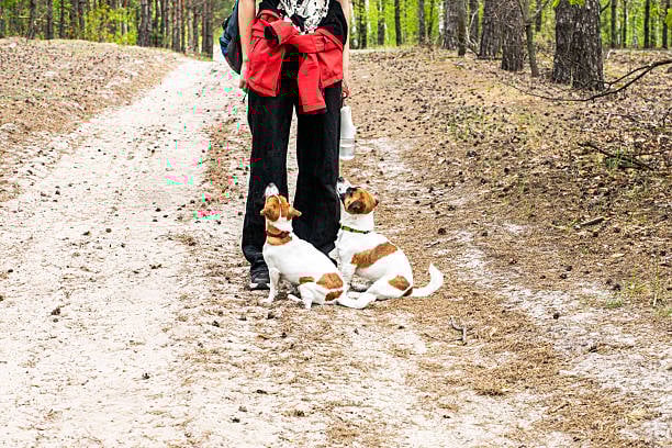 dog training out on a trail