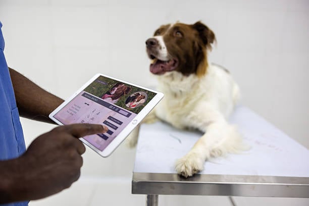 person viewing dog's pet profile on a tablet with smiling pup looking on