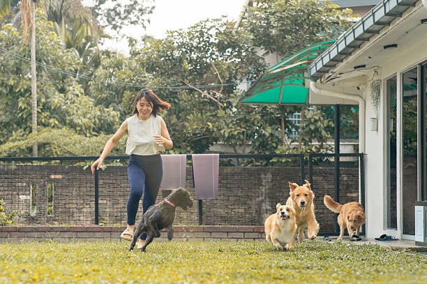 kennel worker running with dogs outside
