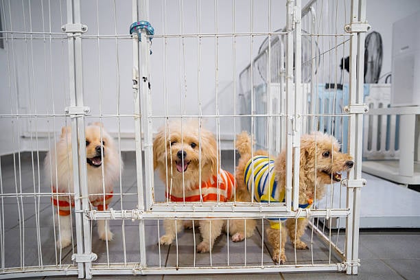 happy dogs in sweaters at a kennel