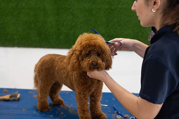 dog groomer working on a fluffy dog