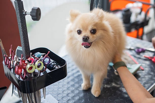cute groomed dog on table