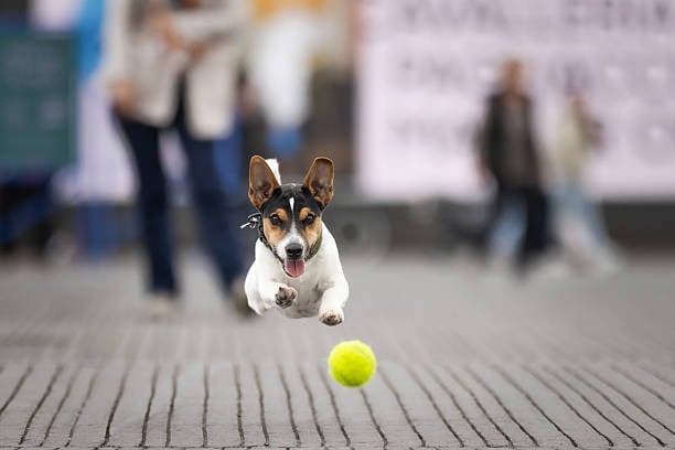 dog fetching a ball in the air