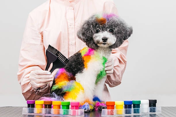 dog groomer showing off colorful products with happy dog model