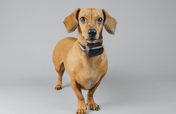 dog wearing health monitoring collar for pet health readings