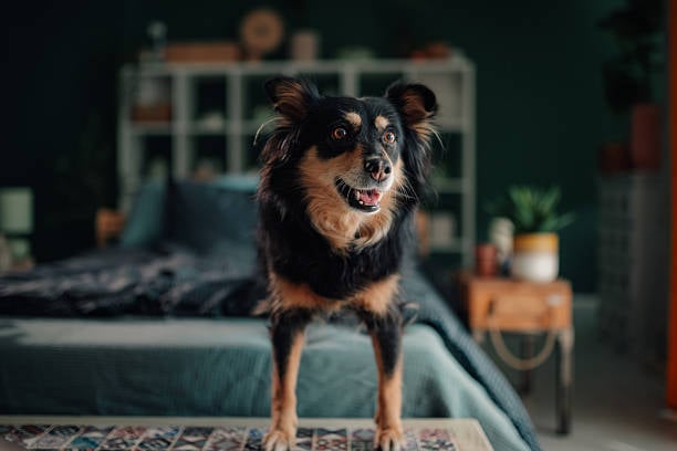 dog looking hyper at night
