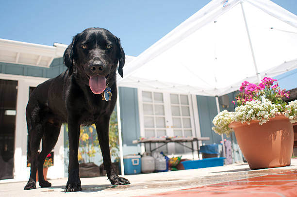 Choosing the Right Sun Protection for Pets