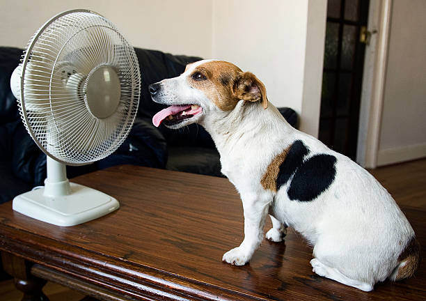 Recognizing Signs of Dehydration and Overheating in Dogs