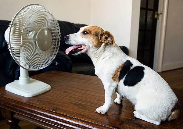 Recognizing Signs of Dehydration and Overheating in Dogs