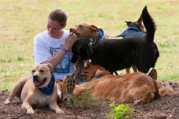 dog daycare worker playing with pack of pups