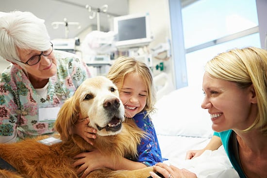 Therapy dog at hospital