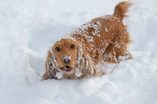 Tips for Winterizing Your Dog Daycare or Dog Park: A Safety Checklist