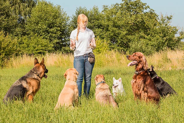 dog trainer with six sitting dogs being obedient