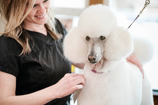 Fur in Fashion: Unleashing Creativity in Dog Grooming