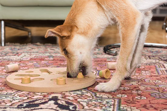 A dog attempts a treat puzzle toy