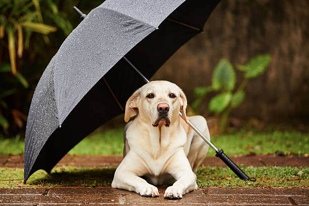 Emergency Preparedness for Summer Storms: Keeping Your Pets Safe