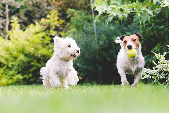 A dog with a ball in it's mouth and another dog run together through grass outside