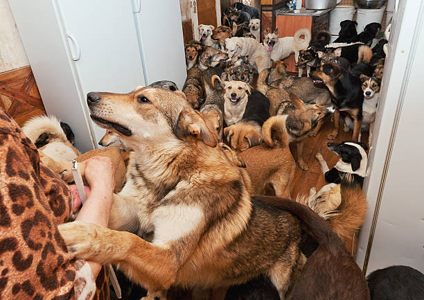 crowded dog kennel without proper capacity management in place