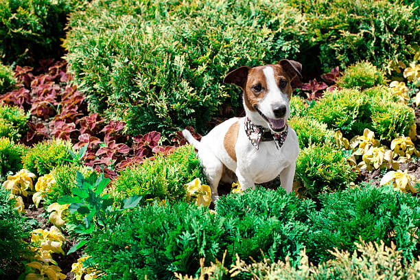 Embracing Eco-Friendly Pet Care in Your Business