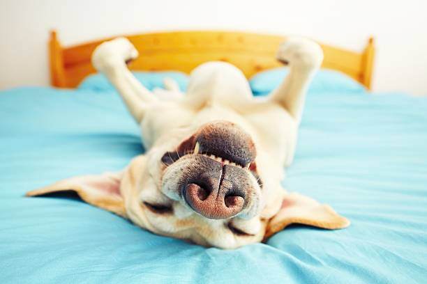 Exploring the World of Dog Dreams: Fun Facts About Canine Sleep