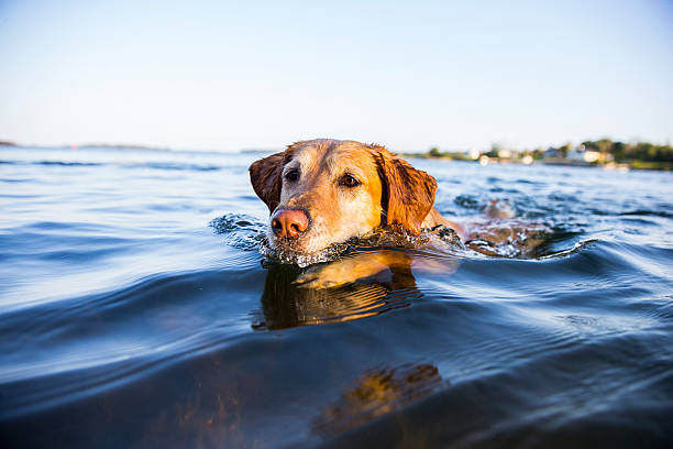 Safe Swimming Practices for Dogs