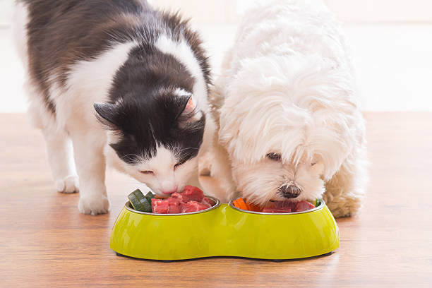 Allergies and Intolerances: Navigating Pet Diets