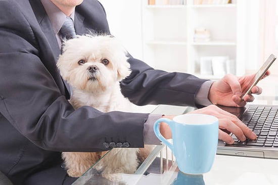 A man uses a laptop as a dog sits on his lap