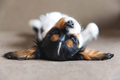 A dog sleeps with it's belly up