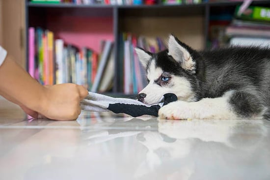 A person plays tug with a dog using a sock