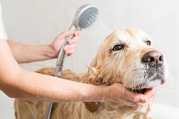 Understanding Revenue Streams in Dog Care Services