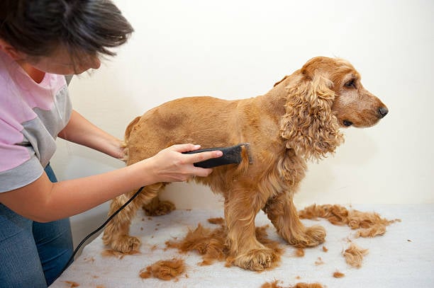 groomers cutting dog's fur after a shampoo and blow dry