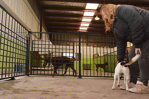 7 Protocols Every Kennel Should Have in Place for Success