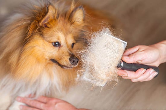 A person brushes hair off a dog