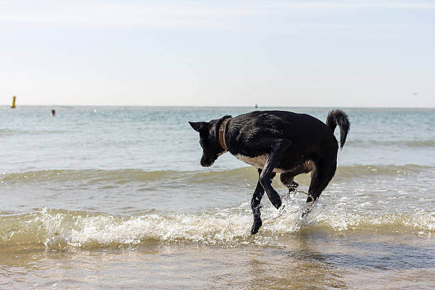 A dog plays at the beach