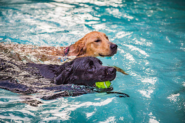 Safe Swimming Practices for Dogs