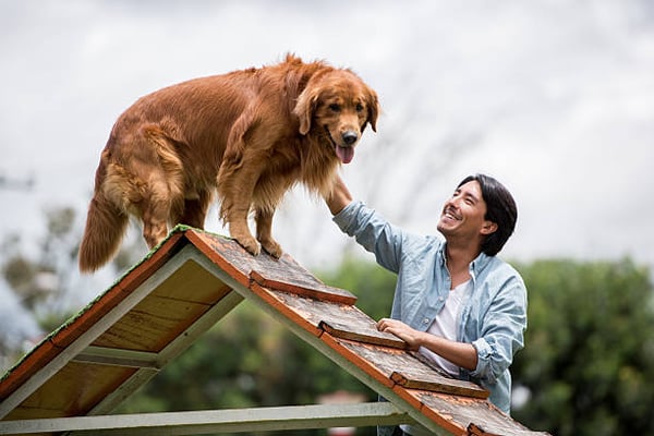 Certifications for Dog Trainers: Expanding Your Expertise
