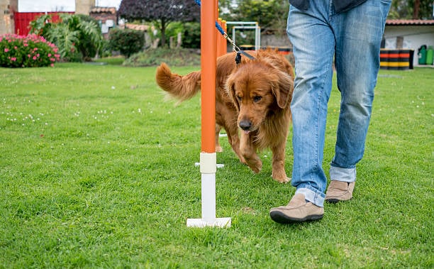 dog trainer outside with gold retriever 