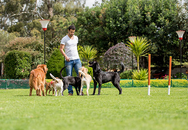 dog trainer outside with pack