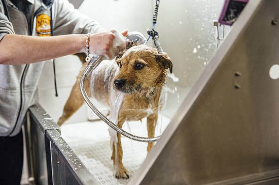 A person bathes a dog in a grooming tub