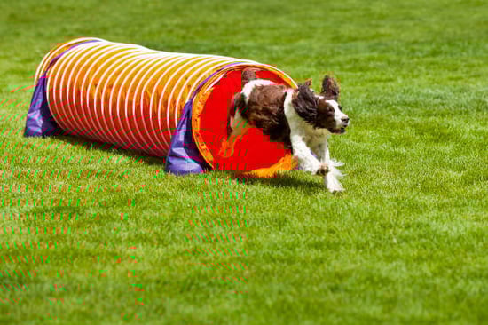 A dog runs through an agility tunnel