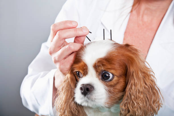 Holistic Pet Treatments: Pros and Cons for Pet-Care Businesses