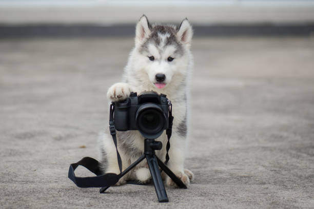 Hosting a Pet Photography Day at Your Pet-Care Business